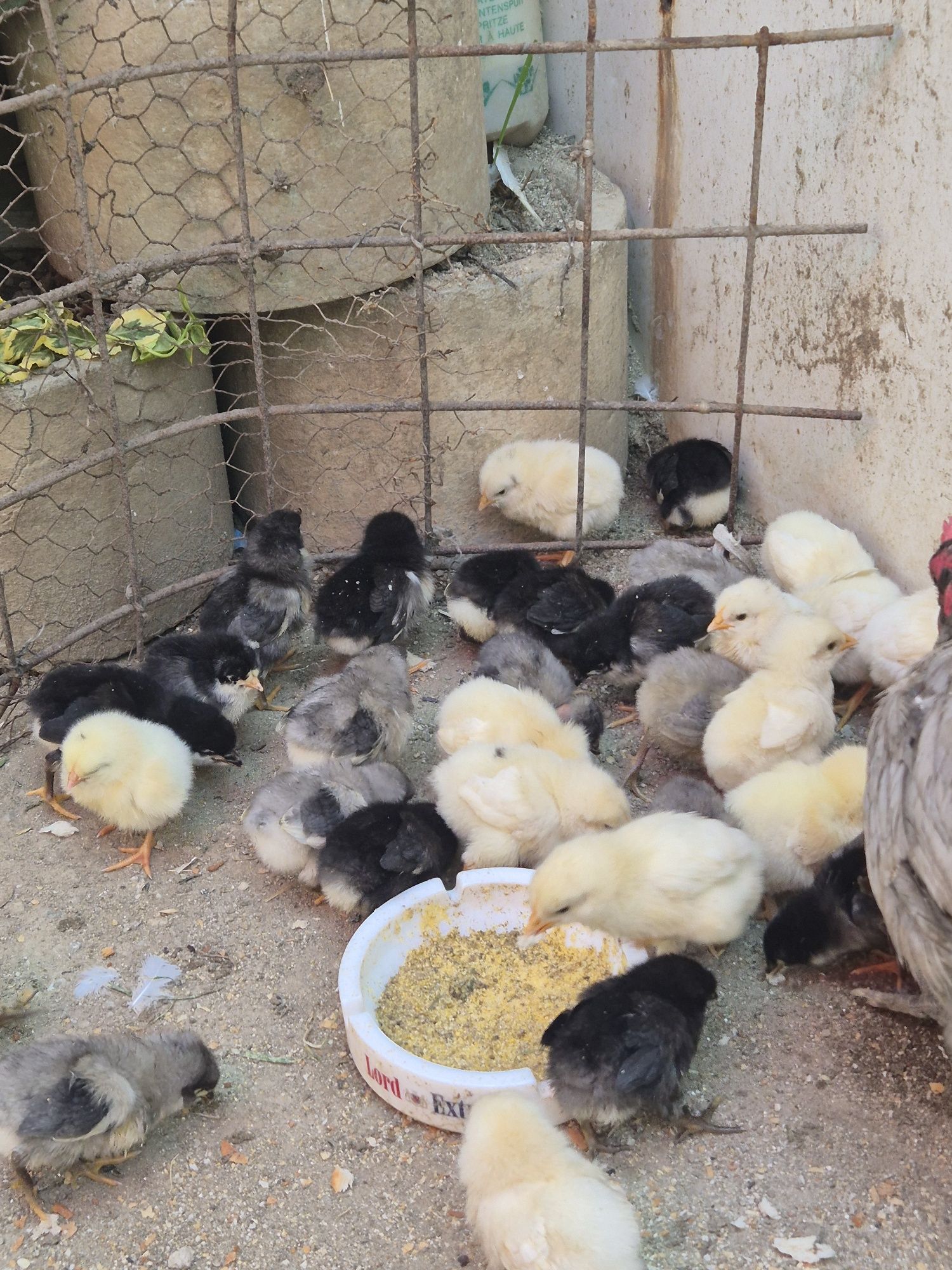 Vând  puțin rasa Australorp albastru  și negru