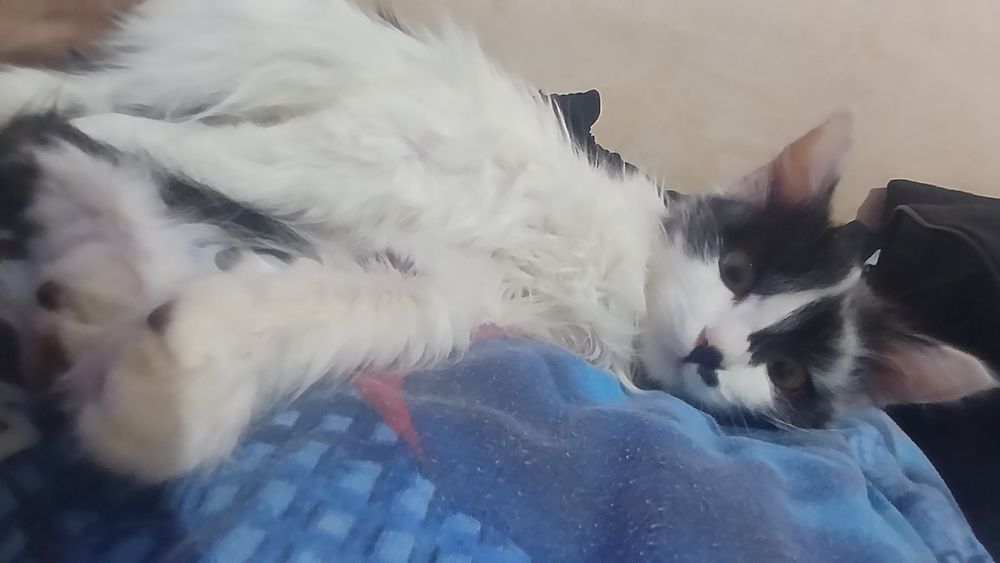 Mushuk sotiladi kiz bola