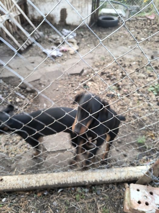 Ягтериери две женски на 6 месеца ваксинирани цена по 250 лв