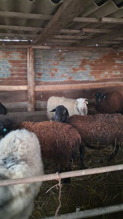 Продаем  баранов