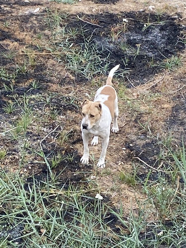 Pitbull 100$ 3 yosh hali urshtrlmagan