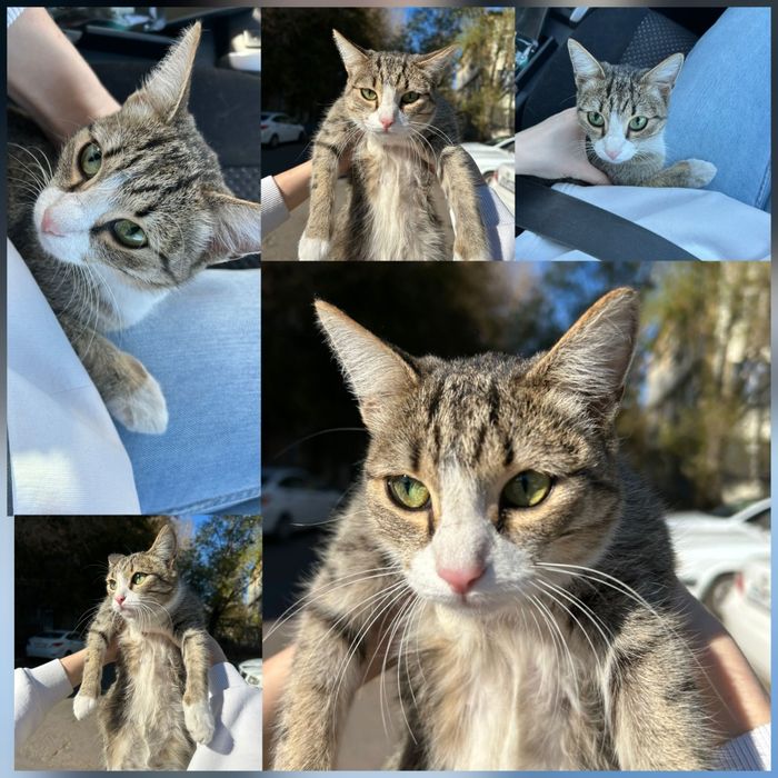 Ищем дом! Кошка Кэсси