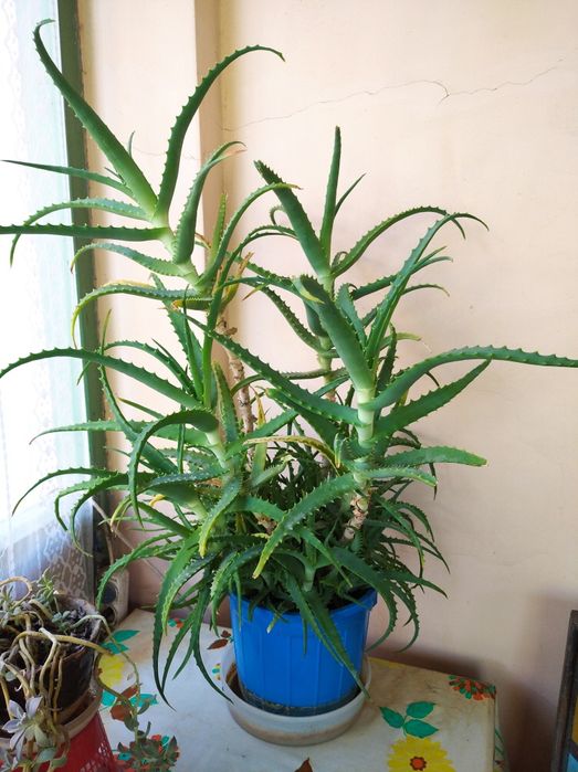 Комнатное растение (алоэ)