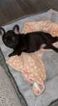 Buldog francez fetita