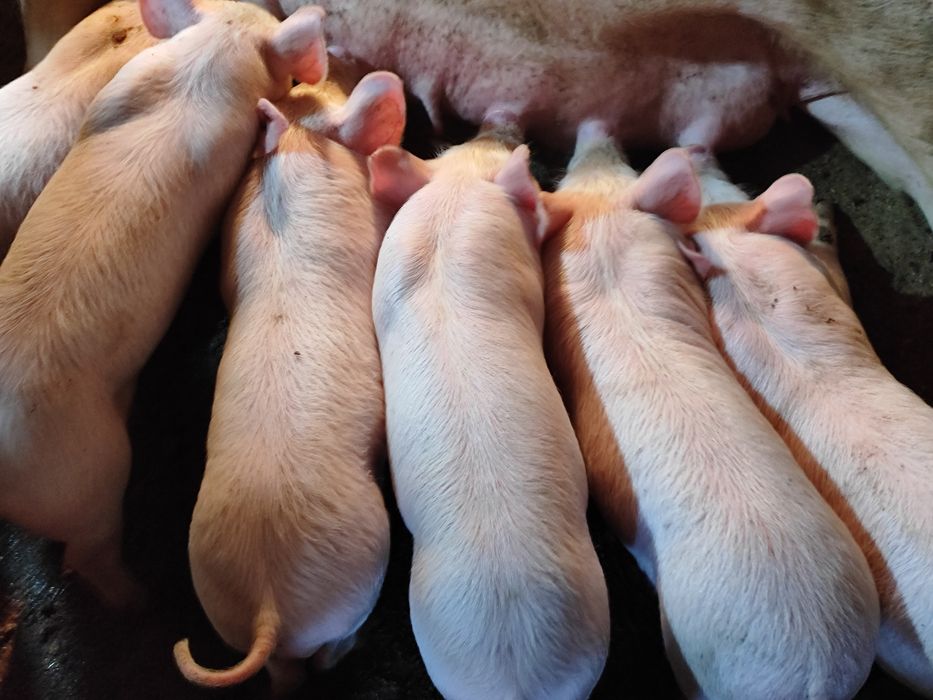 Поросята поросята