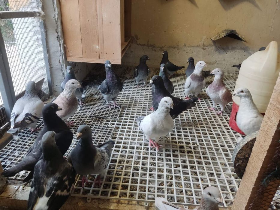 Стандартни пощенски гълъби