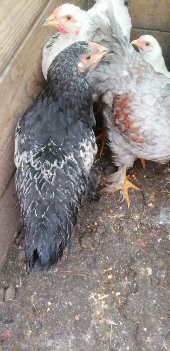 Gainuse și cocosei Brahma