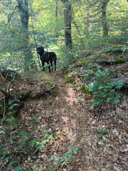 Подарявам кученца