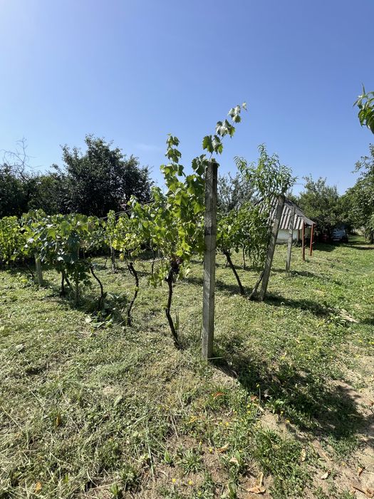 Pivnita cu vie si livada