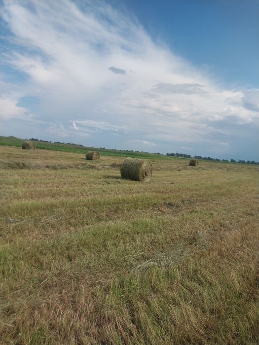 Продам сено 120×120 в рулонах
