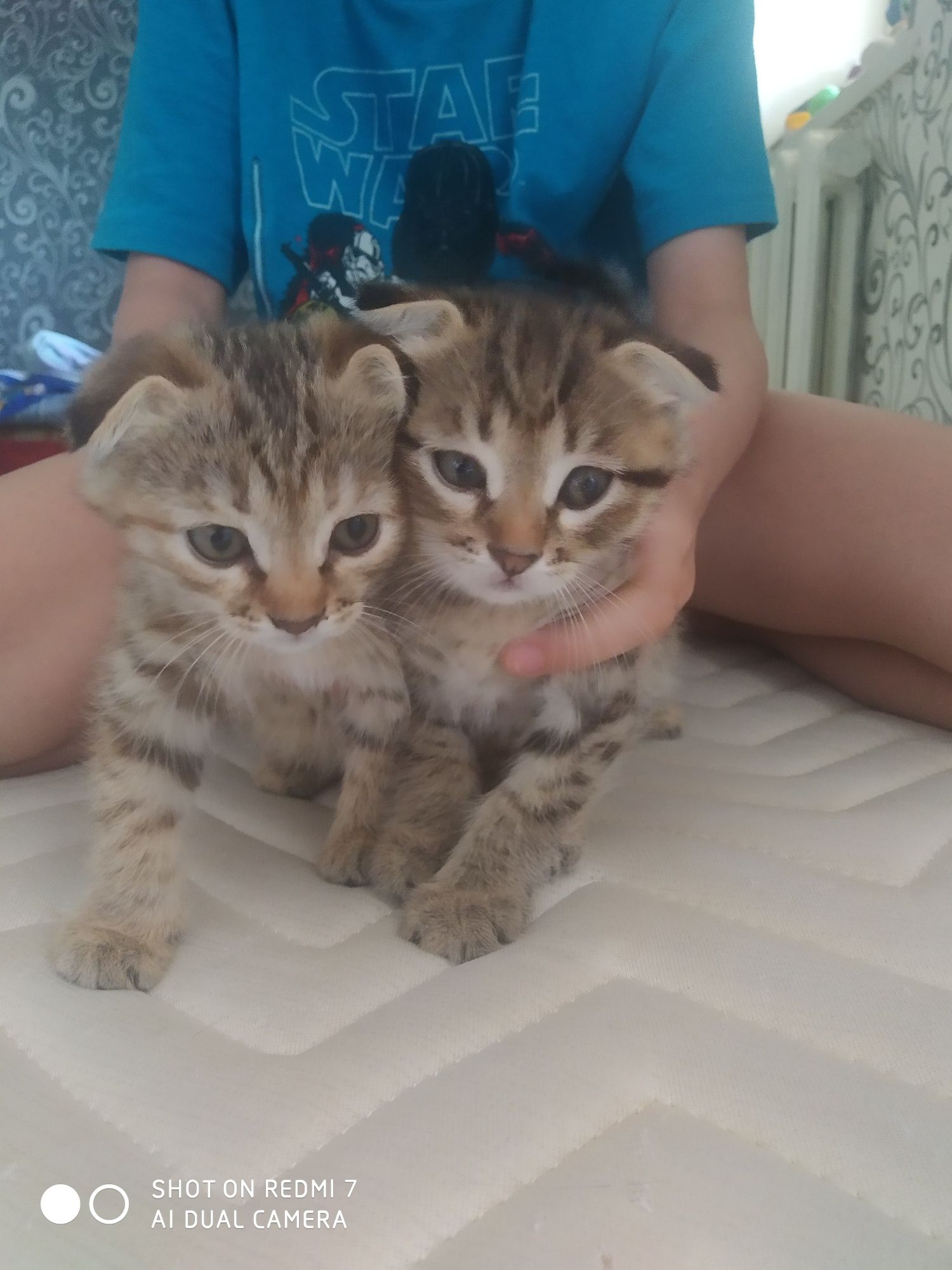 Продаются котята