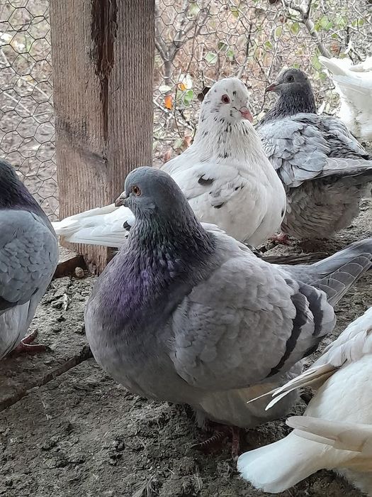 Vind sau schimbPorumbei rotați King texani