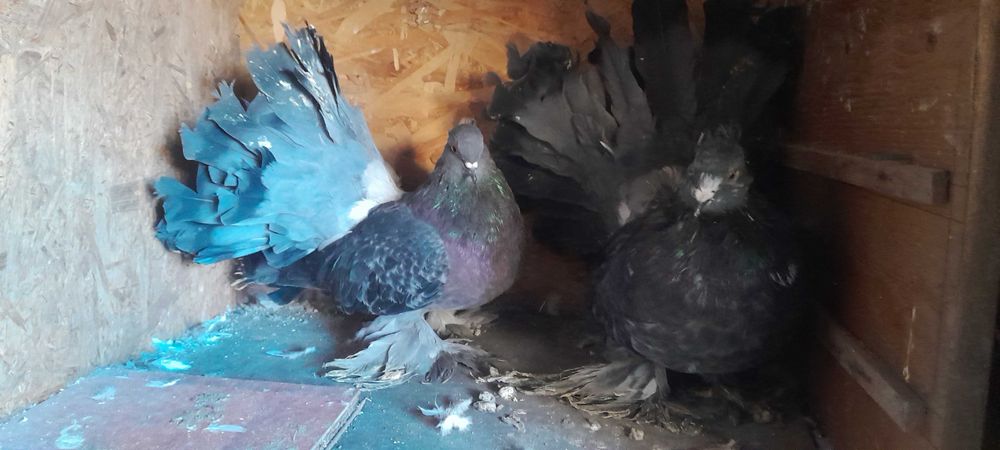 Vind porumbei indieni rotati jucatori de botosani