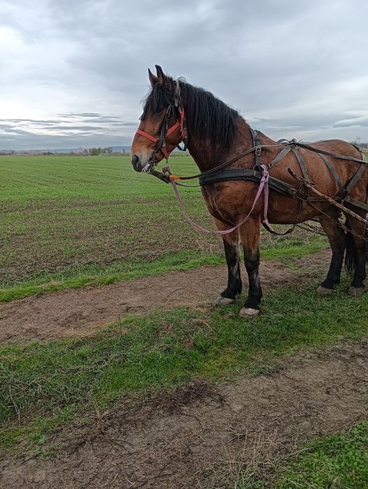 De vânzare cal castrat 4 ani