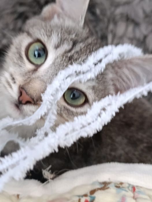 Манюня ищет семью.