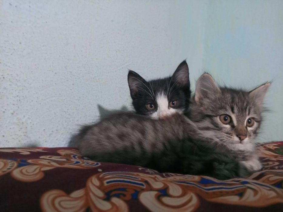 Котята мальчики  мушук болалари