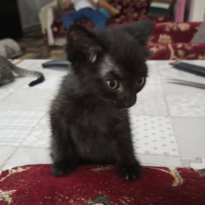 Котята. В добрые руки. Бесплатно.