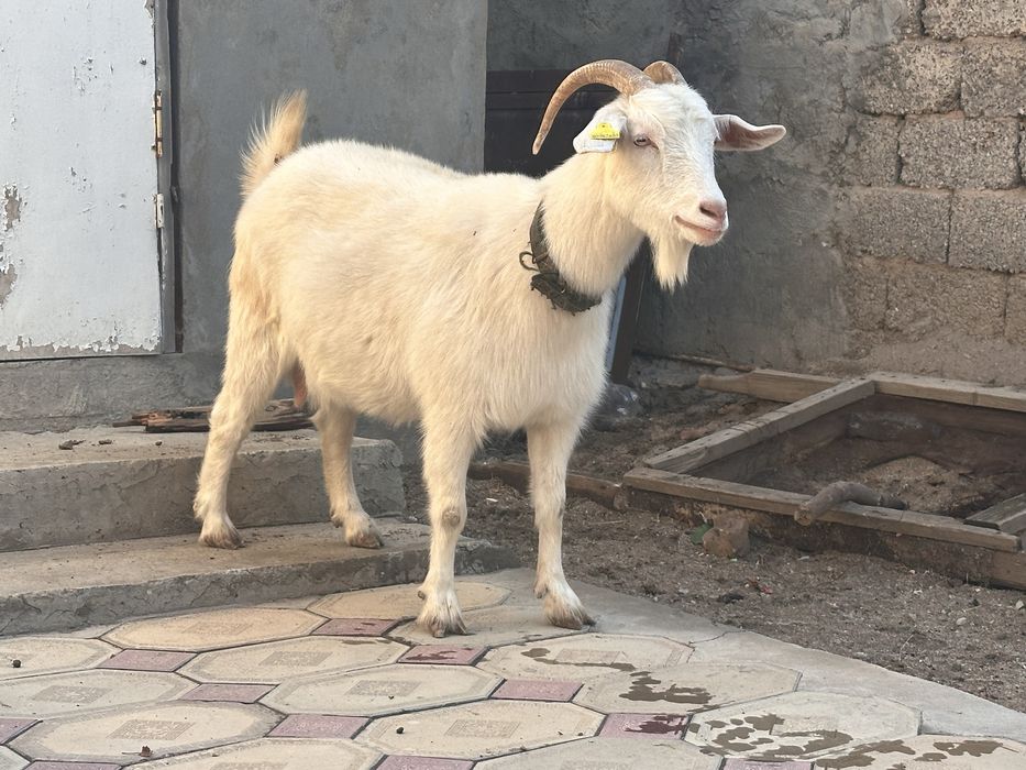 Саумалы ешки сатылады