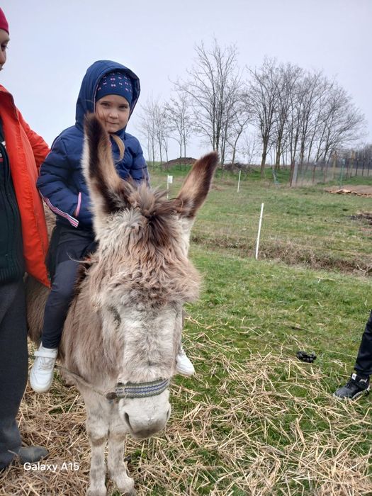 Măgăriță probabil gestanta