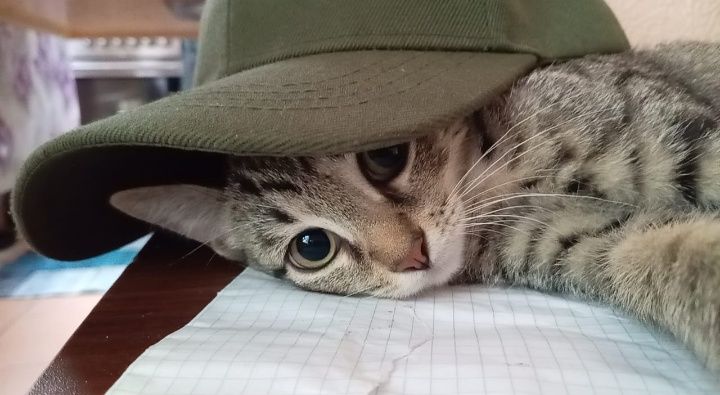 Отдам кошку в добрые руки