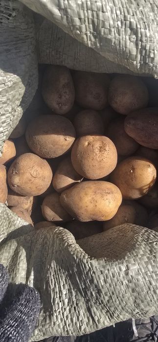 Домашняя  картошка красная  домашния