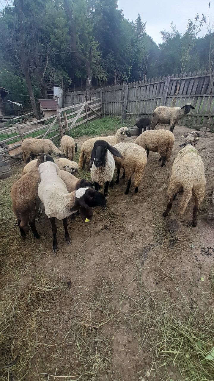 Vind oi carabase sârbești