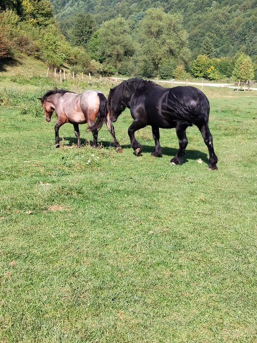 Vând urgent  armăsar negru, calul are 4 ani