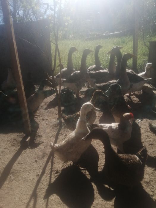 Gâște rate și iepurași de vânzare