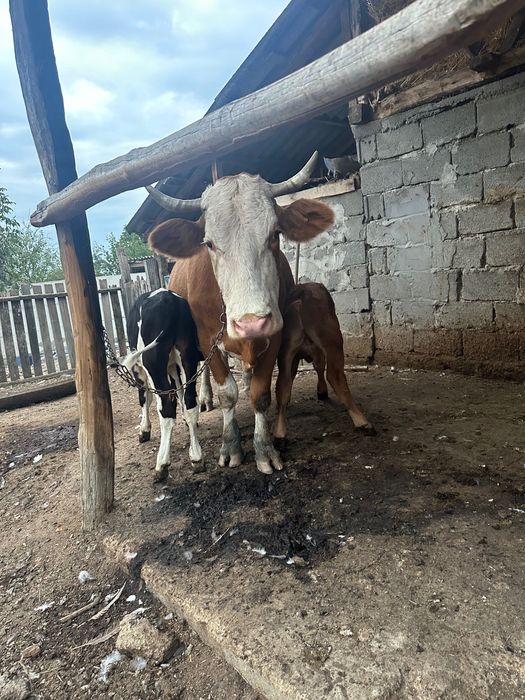 Vând vacă bălțată cu doi viței