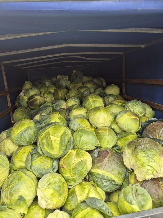 Vând varza românească 1,7 lei kg