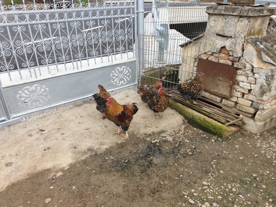 Găini și cocoși Wyandotte Gsg