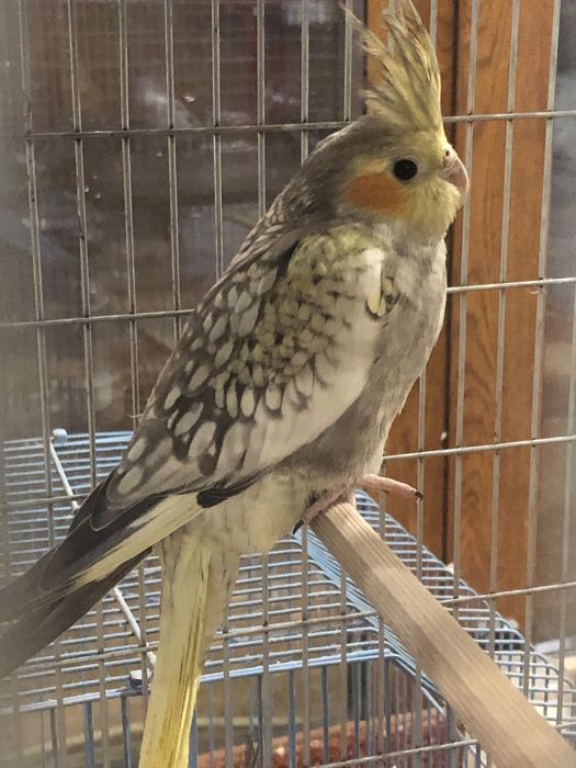 Продавам корели и вълнисти папагали