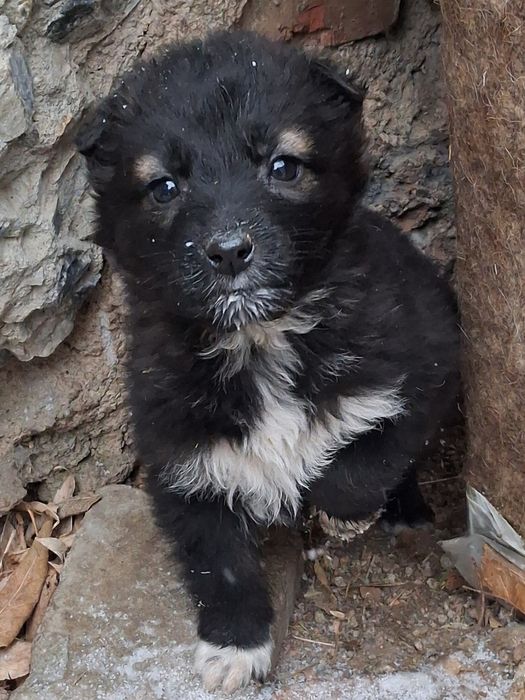 Очень очень ищут  дом