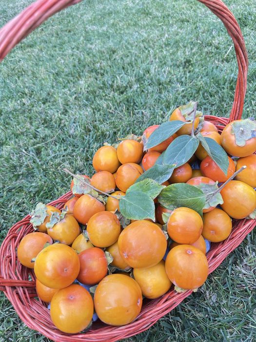 Янги пишган мазали шоколадный хурмо