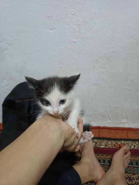 4 кошки возраст 2 месяца