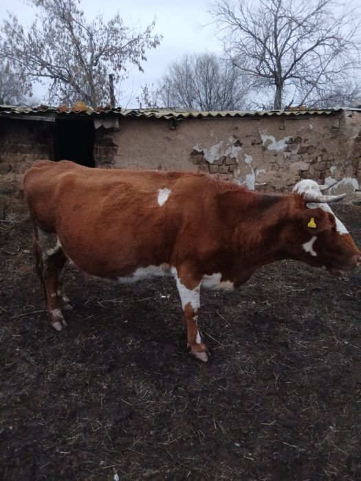 Дойные коровы  2 головы