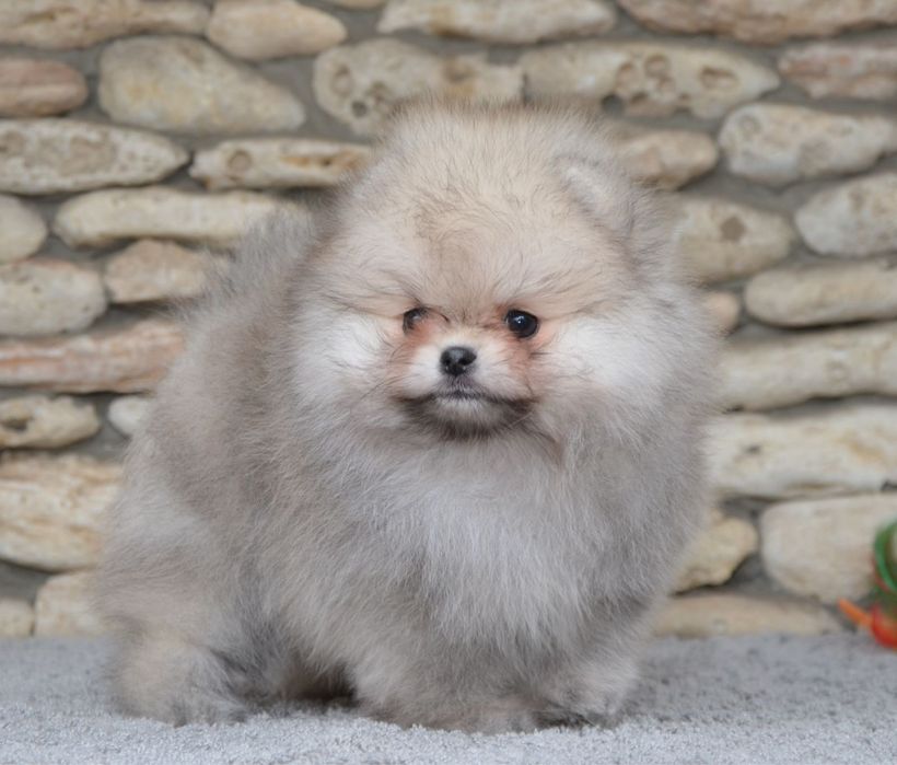 Fetita pomeranian mini/toy!