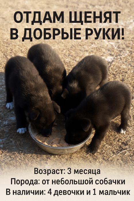 Щенята 4 девочки 1 мальчик