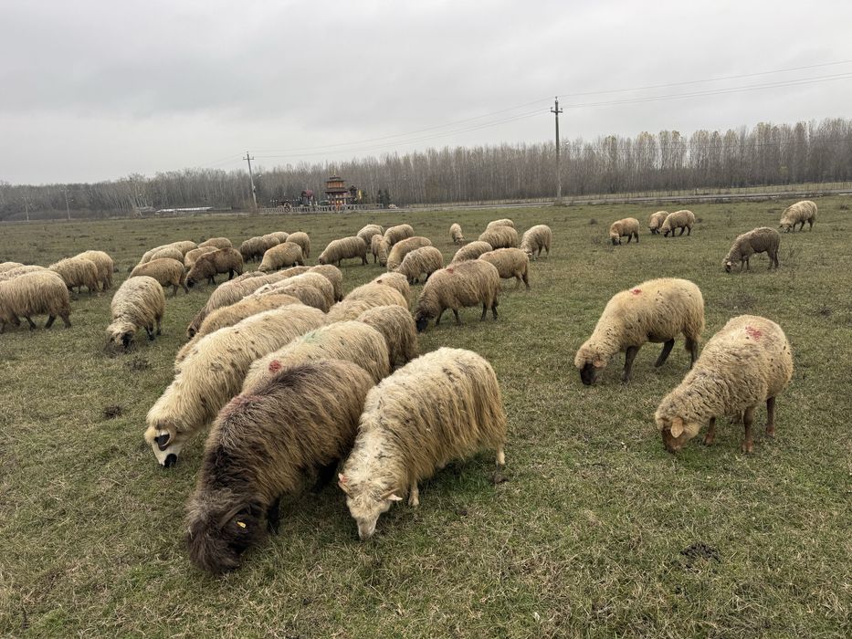 Vand oi turcana si tigaie