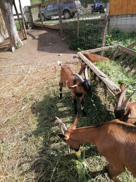 Capre alpina franceza