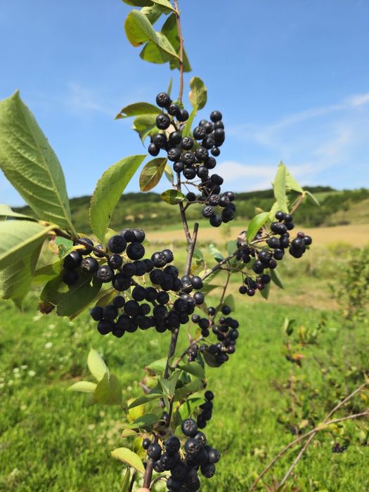Suc de Aronia (pasteurizat si nepasteurizat)