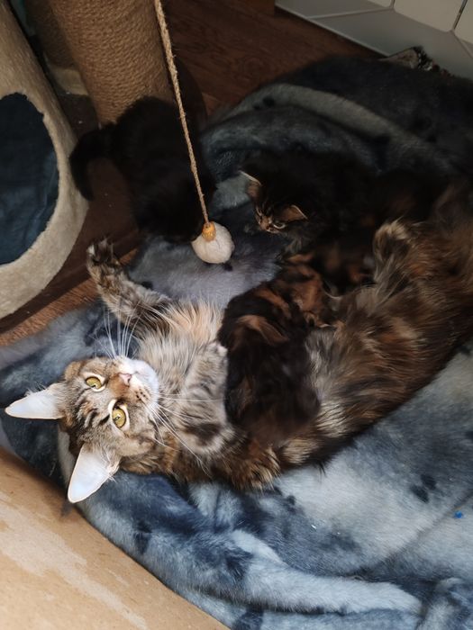 Мейн Кунчики котятки