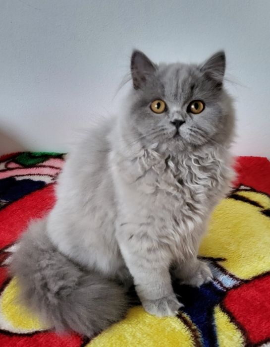 British longhair