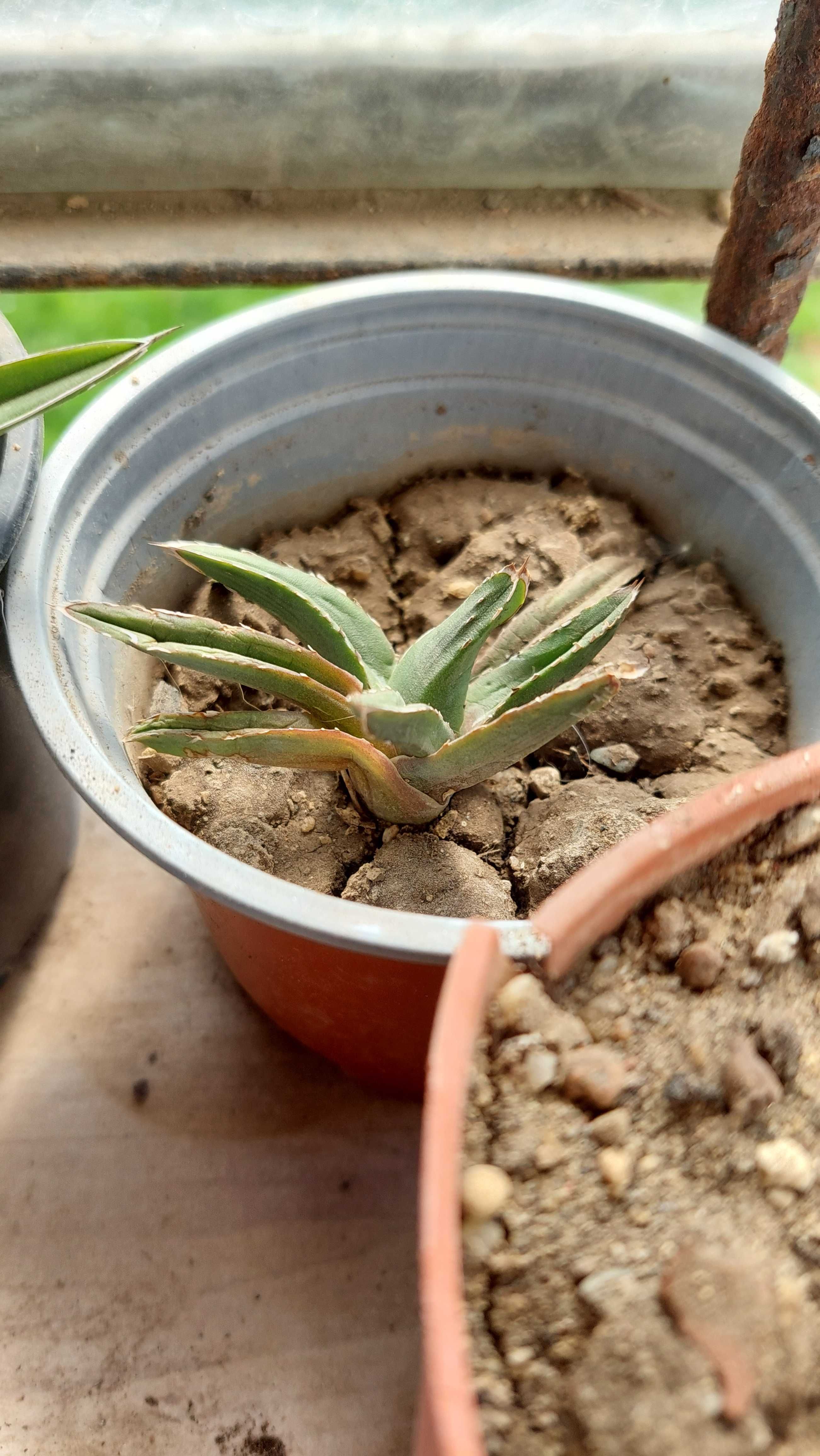 Agave  различни видове