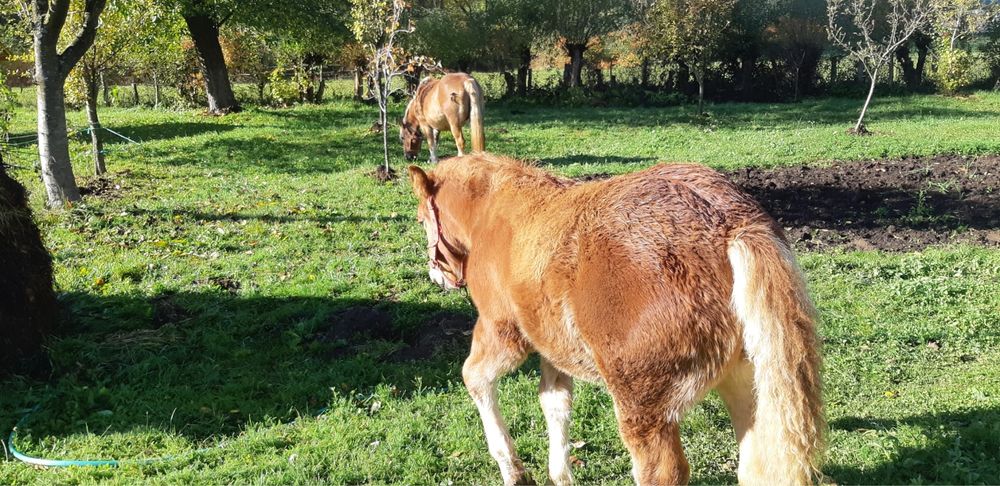 Vand manzul din imagini