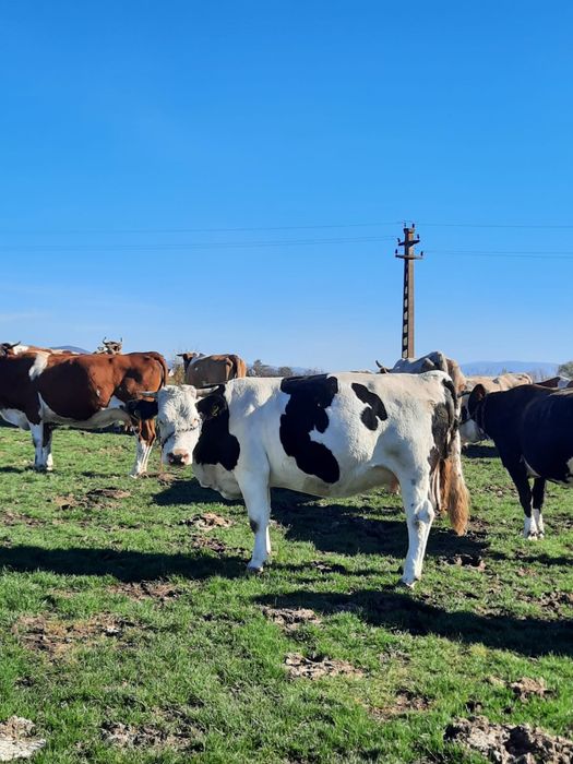 Vand vaci fatate si gestante