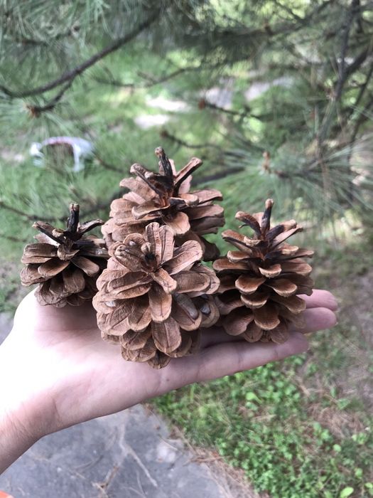 Шишки сосновые свежие