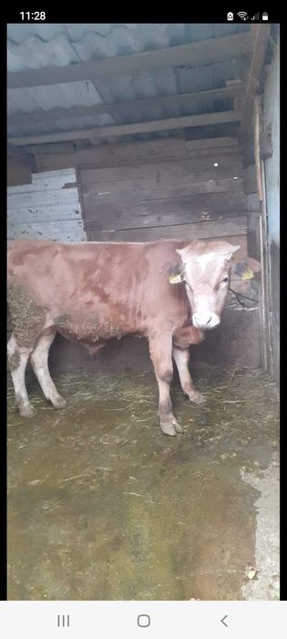 Viței , vaci și taurasi de diferite virste și  kilograme ieftin!!