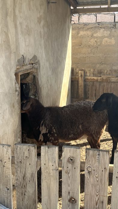 Қой сатылады семіз үйде бағылған