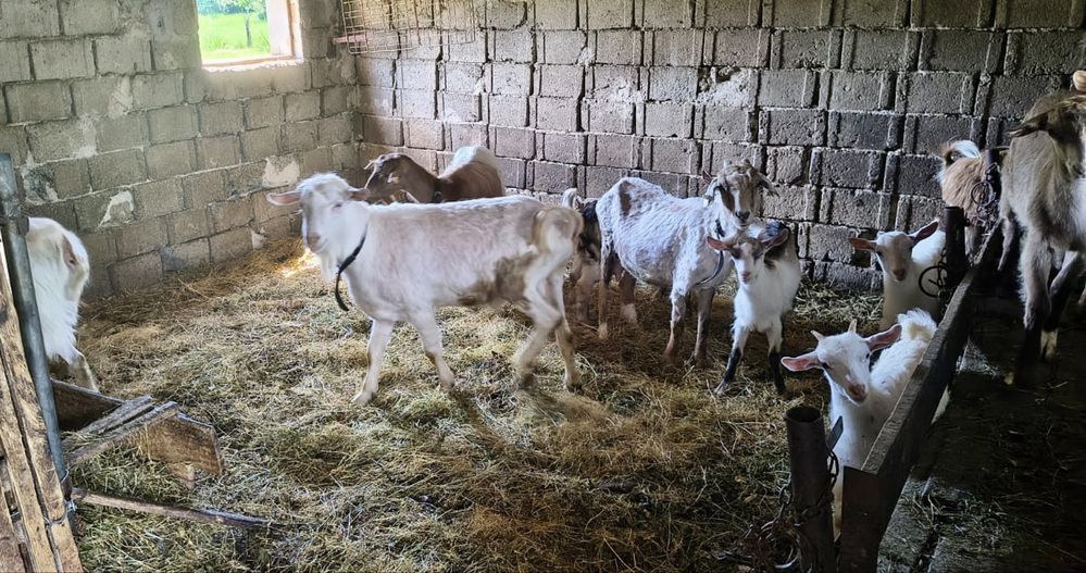 Capre  si iezi de vânzare